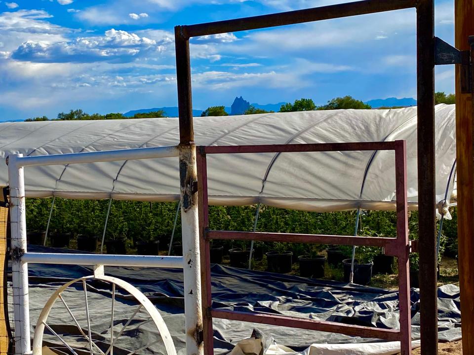 Before police raided the hemp and marijuana operation, hoop houses with hemp and marijuana growing inside thrived.