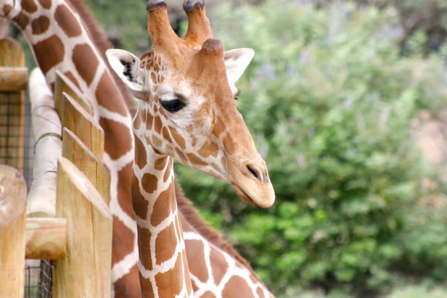 The Giraffe Brayen explores the Giraffe yard at the San Antonio Zoo. (Courtesy: San Antonio Zoo)