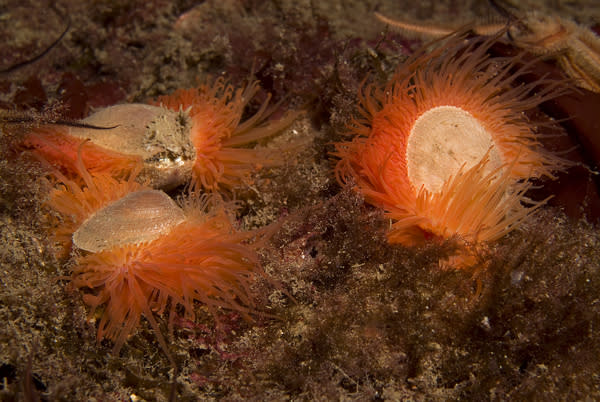 A trio of flame shells. The shellfish are around 1.5 inches (4 centimeters) in length.