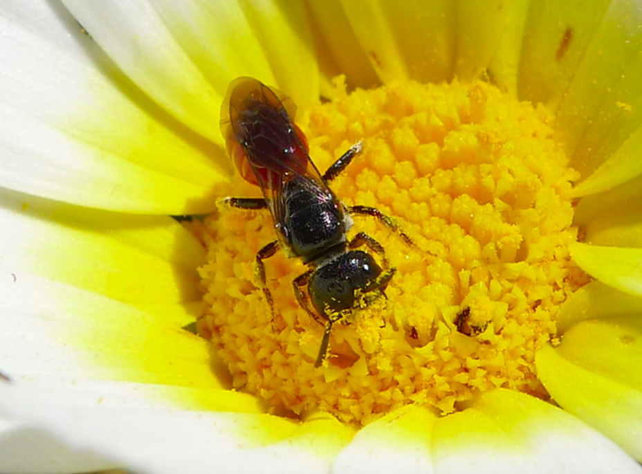 <em>Sweat bees, also known as Halictidae, are attracted to sweat (Flickr)</em>