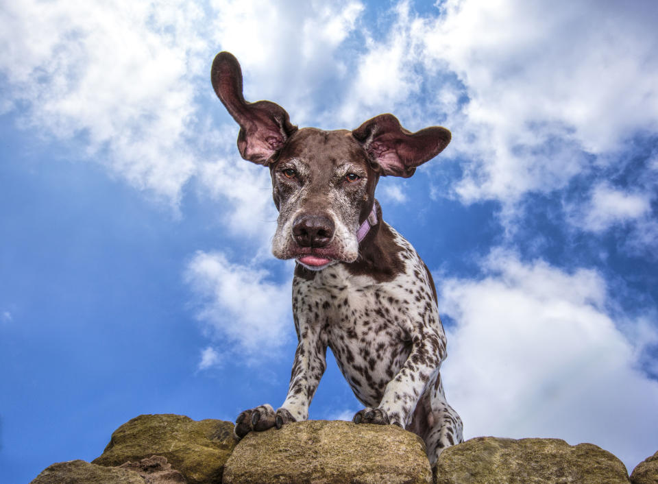 Lottie. (Photo: Catsdog Photography/Caters News)