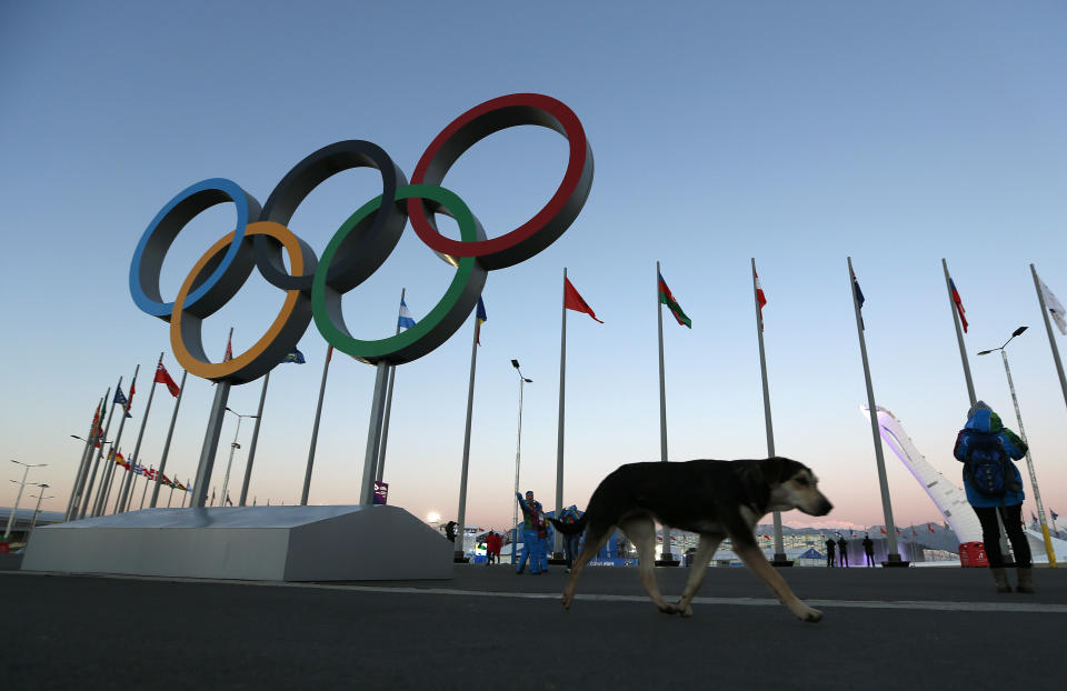 A stray dog walks past the Olympic Rings in Olympic Park, three days before the start of the 2014 Winter Olympics, Monday, Feb. 3, 2014, in Sochi, Russia. A pest control company which has been killing stray dogs in Sochi for years told The Associated Press on Monday that it has a contract to exterminate more of the animals throughout the Olympics. (AP Photo/Robert F. Bukaty)