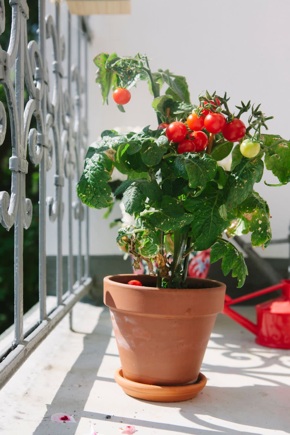 <p>If you’d love to have fresh tomatoes to hand, particularly those of the cherry variety, growing them on a balcony can be great as they love the sun but need to be sheltered from the rain. </p><p>Because they flourish while being grown in pots, this makes them perfect for those who only have a small space to play with.</p>