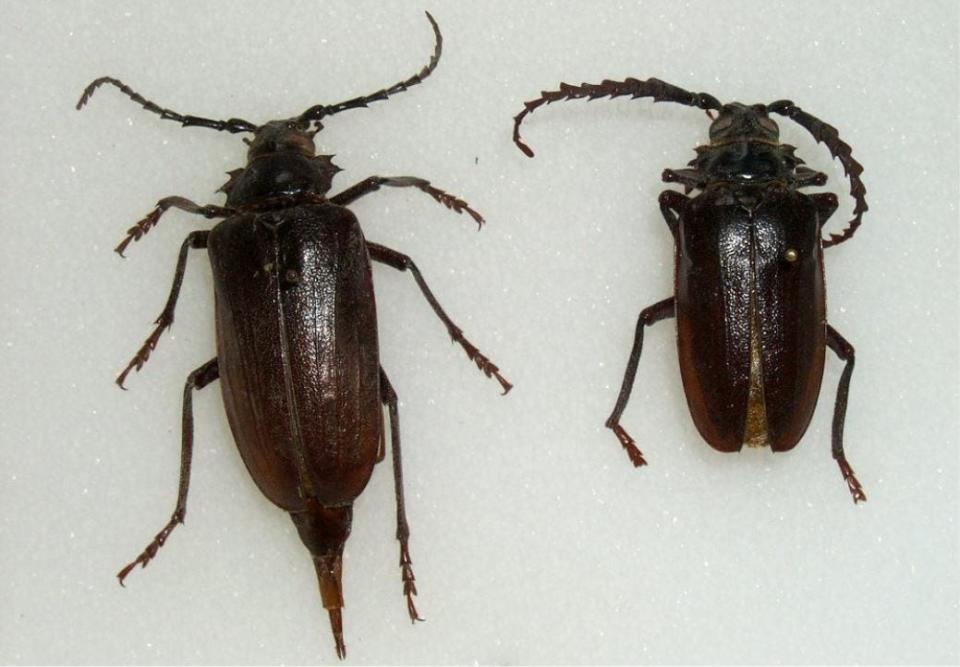 California Prionus Beetle: A female is on the left, a male is on the right.
