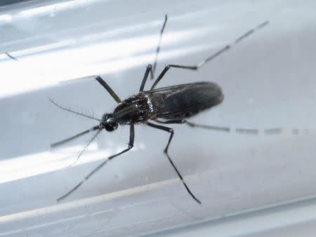 An edes aegypti mosquito is seen inside a test tube as part of a research on preventing the spread of the Zika virus and other mosquito-borne diseases at a control and prevention center in Guadalupe, neighbouring Monterrey, Mexico, March 8, 2016. REUTERS/Daniel Becerril