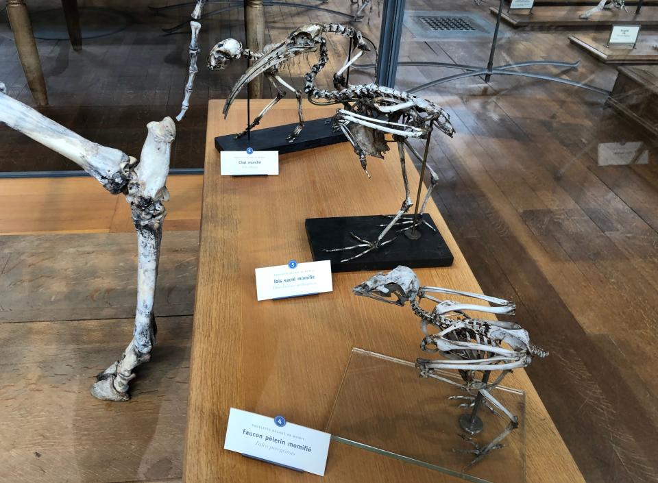 Three skeletons of two birds and a cat in a museum
