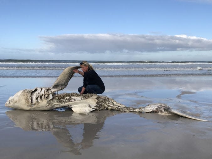 The carcass of a great white shark.