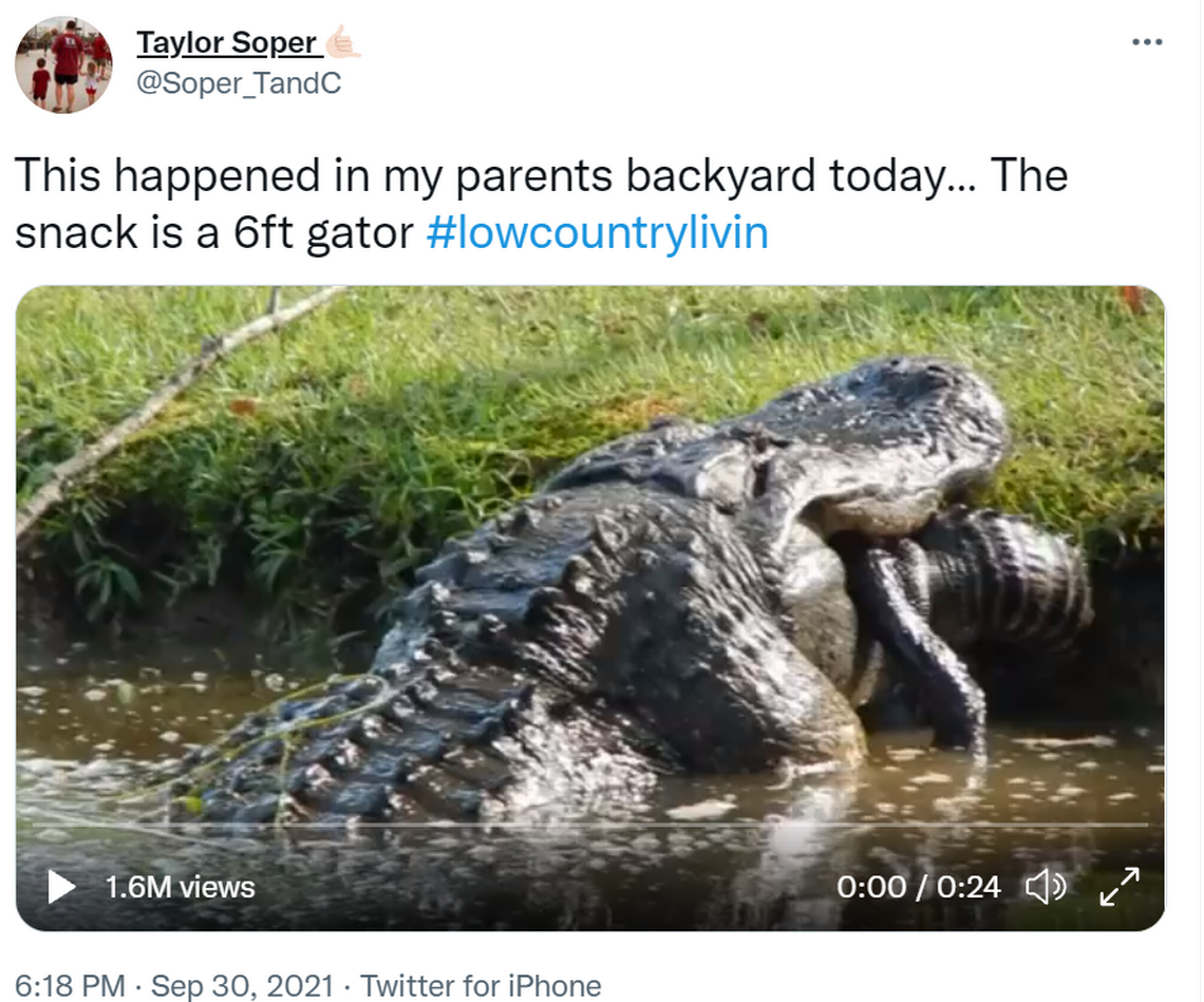 A huge gator in the South Carolina Lowcountry chomps down on a 6-foot gator for a snack in this screengrab from @Soper_TandC’s now viral video posted on Twitter. Soper said his father captured the moment a cannibalistic alligator ate his fellow reptile.