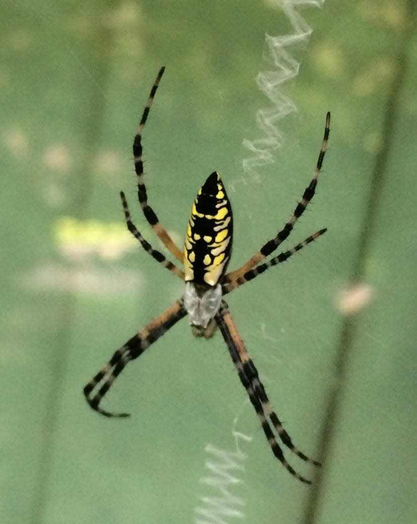 The yellow garden spider is often mistaken for the golden silk orb-weaver. Both are colloquially known as "banana spiders." (Credit: Parker Gibbons)