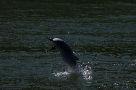 A Chinese white dolphin jumps out of the sea off Lantau island in Hong Kong, China May 30, 2018. REUTERS/Bobby Yip