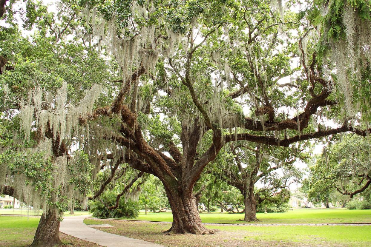 City Park, New Orleans