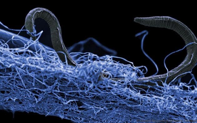 A nematode worm in a biofilm of microorganisms found in Kopanang gold mine in South Africa, lives 1.4 km below the surface - Gaetan Borgonie, Extreme Life Isyensya, Belgium  