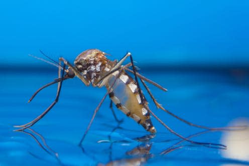   <span class="attribution"><a class="link " href="https://www.shutterstock.com/image-photo/macro-mosquito-on-water-dangerous-zica-1079889110?src=u2BzmkzrrebdGDJZ2nUd6w-1-1" rel="nofollow noopener" target="_blank" data-ylk="slk:khlungcenter/Shutterstock;elm:context_link;itc:0;sec:content-canvas">khlungcenter/Shutterstock</a></span>