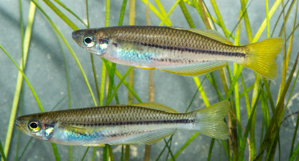 The Daintree Rainbowfish is a critically endangered species despite only being discovered in 2018. Source: Australian Conservation Foundation

