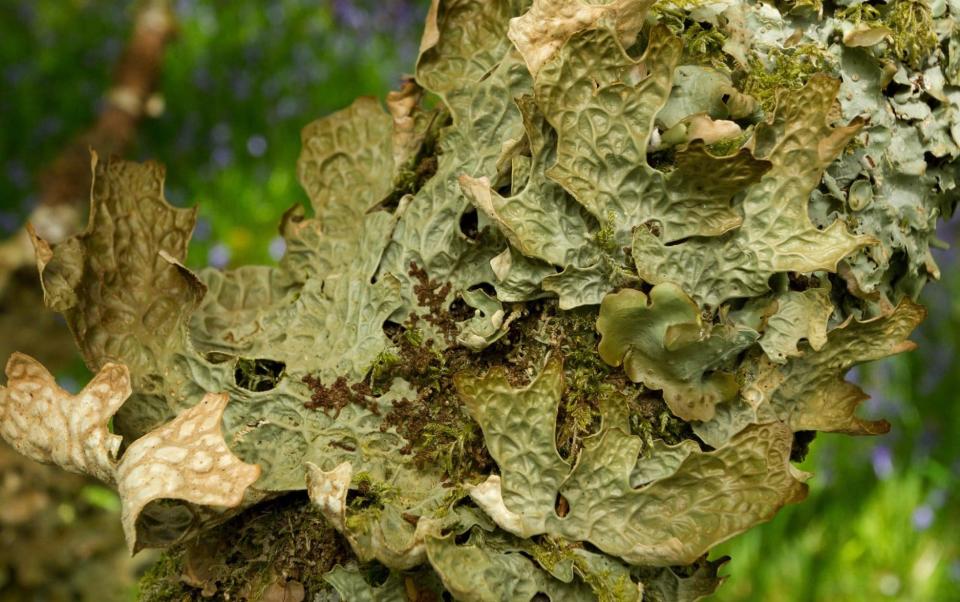 Lobaria Pulmonaria lichen growing on forest tree branch in silver birch woodland. Scotland, UK - Photimageon / Alamy Stock Photo