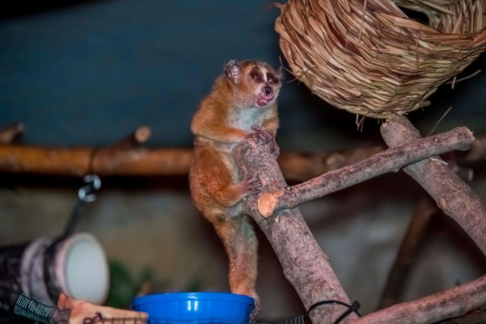 A pygmy slow loris sits in the small mammals building at the Milwaukee County Zoo.
