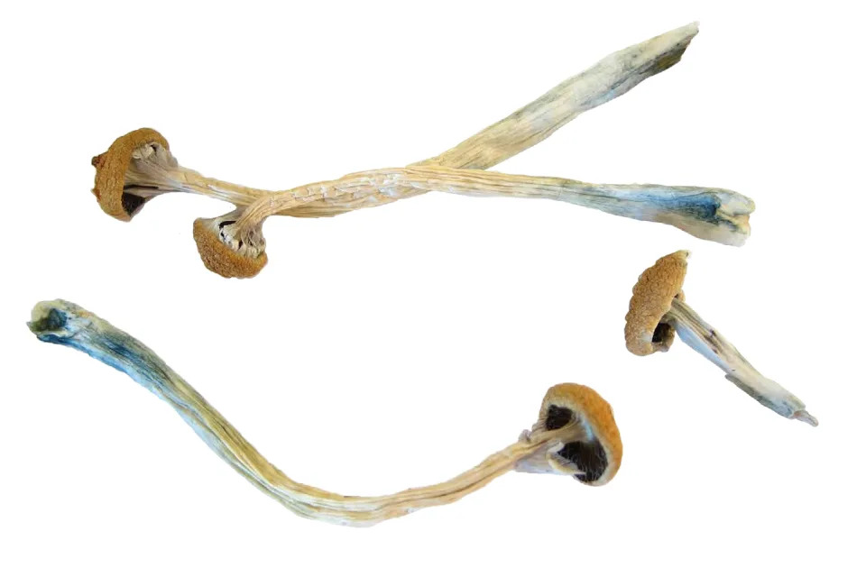 Psilocybin or 