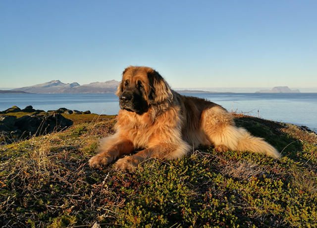 dog that looks like a brown bear