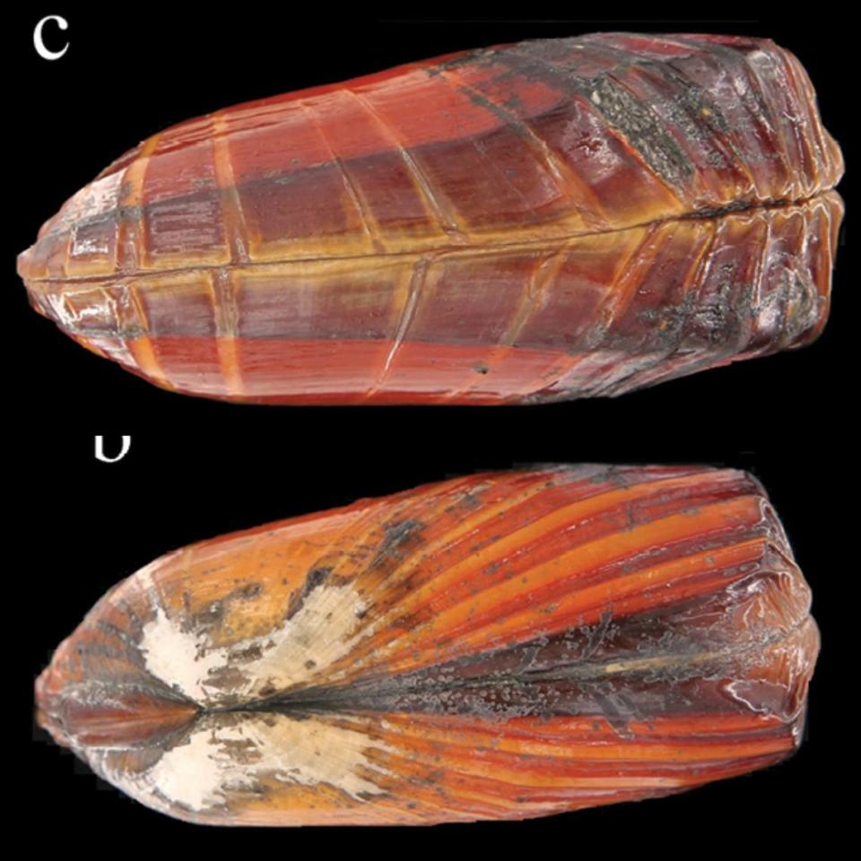 The bivalve’s shell is “nearly rectangular,” making it unique among other deep-sea bivalve species. Zhibin Gan and Dong Dong via Yang M, Li B, Gan Z, Dong D, Li X (2024)/ZooKeys