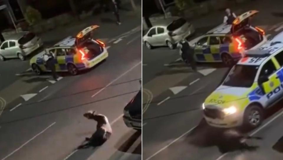 Police use car to ram cow in Staines-upon-Thames on Friday night (X / Twitter)