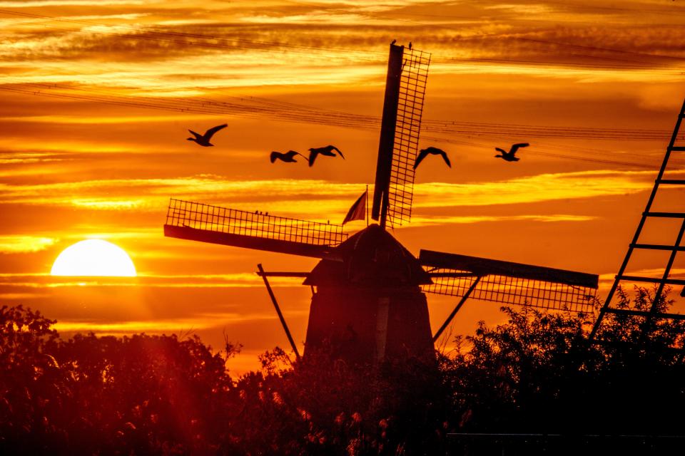 August 14, 2023: Geese fly by a wind pump in Kinderdijk, Netherlands. About a third of the country is below sea level and wind pumps prevent regions from being flooded.
