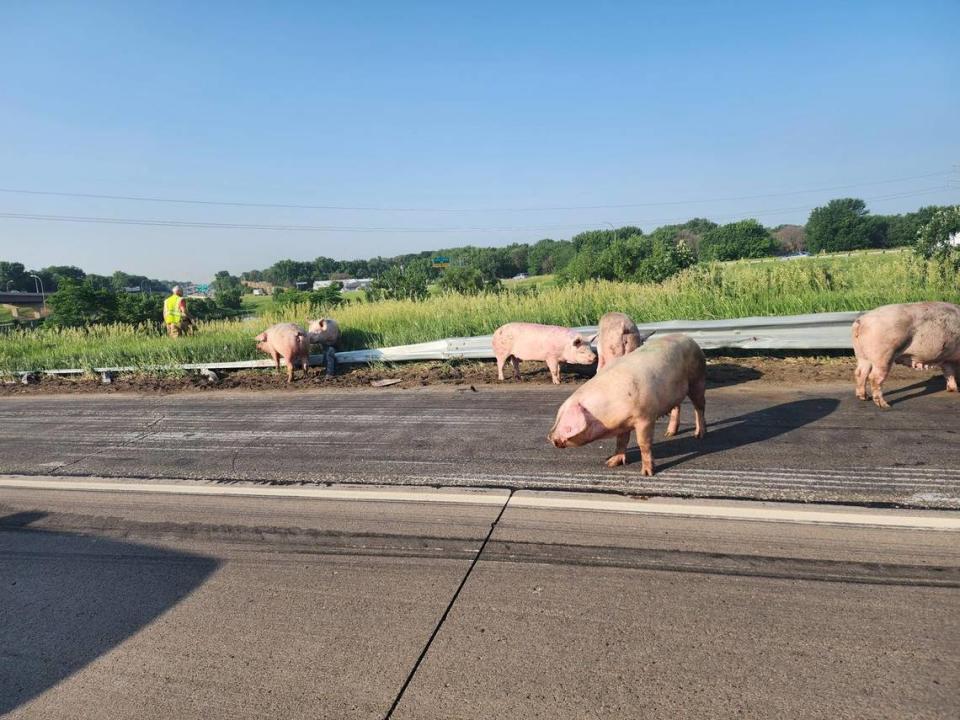 The animals were eventually wrangled and placed in a horse trailer, officials said.