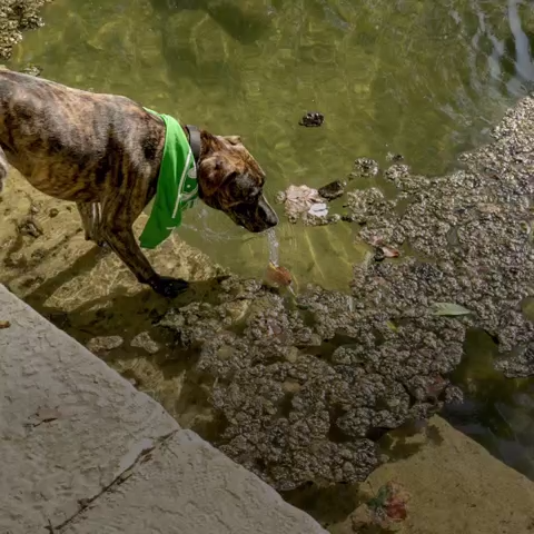 Local lakes are susceptible to harmful blue-green algae blooms that produce deadly toxins to dogs.