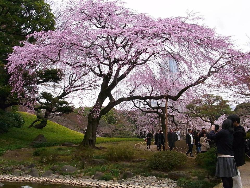 小石川後樂園 (Photo by江戸村のとくぞう (Edomura no Tokuzo), License: CC BY-SA 3.0, Wikimedia Commons提供)