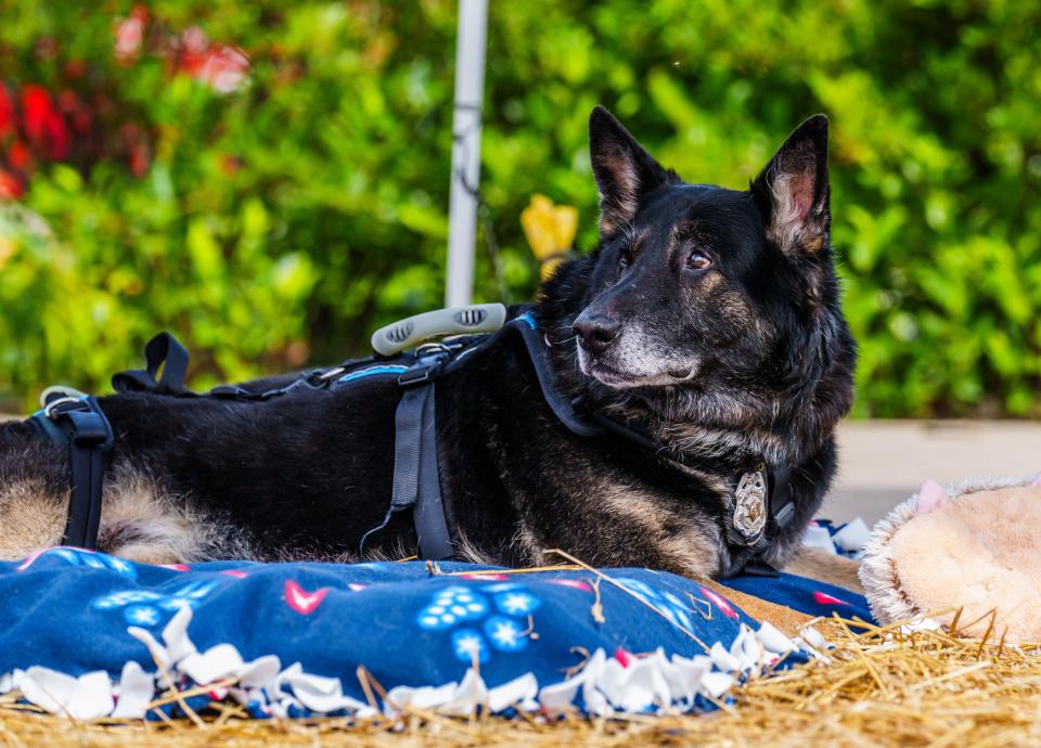 Retired St. Francis K9 Officer Bane looks over his life-size bronze statue during the K9 Legacy Statue dedication at St. Francis Police Department on Friday, July 7, 2023. The life-size bronze statue honors his life and service along with former and future K9 Officers serving the community.