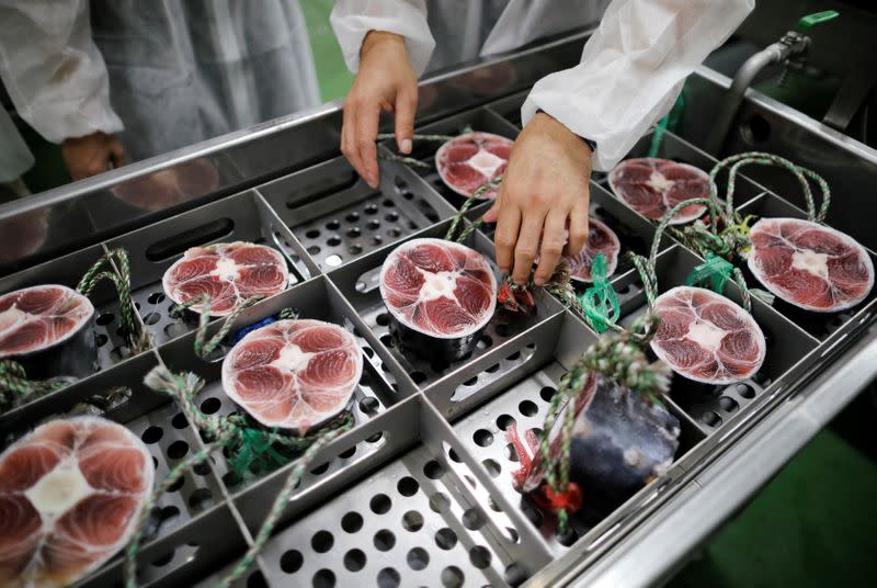 Shingo Ishii, a tuna buyer at Misaki Megumi Suisan Co., touches a tail part of a tuna during a demonstration of 'Tuna Scope' in Miura, Japan