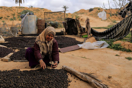 Aicha, 64, lays olives out to dry on the outskirts of Matmata, Tunisia, February 4, 2018. REUTERS/Zohra Bensemra