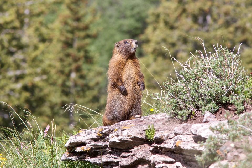 Marmots spread bubonic plague. A suspected case has been found recently in Inner Mongolia.