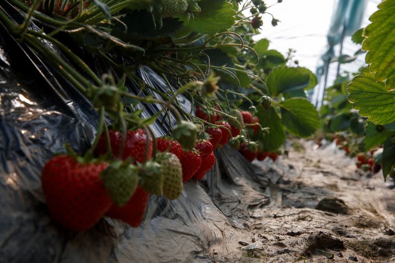 Strawberries that are ready to pick are seen in a greenhouse at the farm of Li Zimin where sales have been severely affected by the coronavirus outbreak in Jiujiang