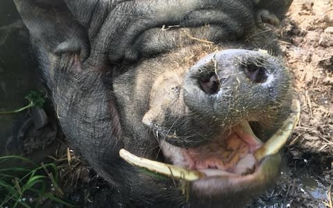 Simon the partially-sighted pig is very timid  - Credit: Manor Farm Charitable Trust