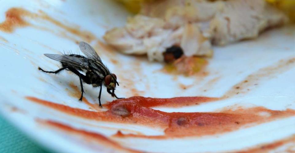 Avant de se régaler dans nos assiettes, les mouches régurgitent une partie de ce qu’elles ont ingéré on ne sait où ailleurs. Un vomi potentiellement contaminé… © PaulSat, Adobe Stock