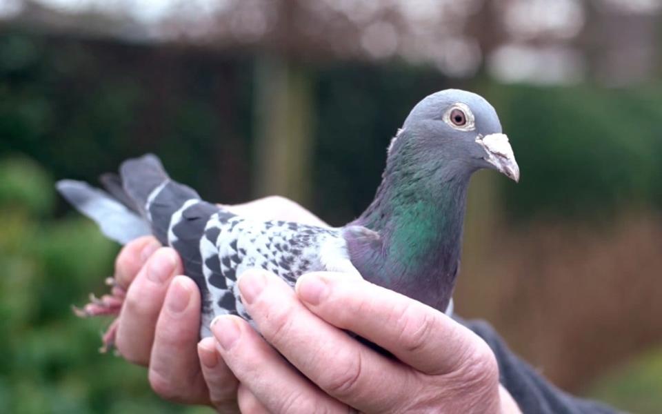 Two Chinese bidders were locked into a duel over the bird