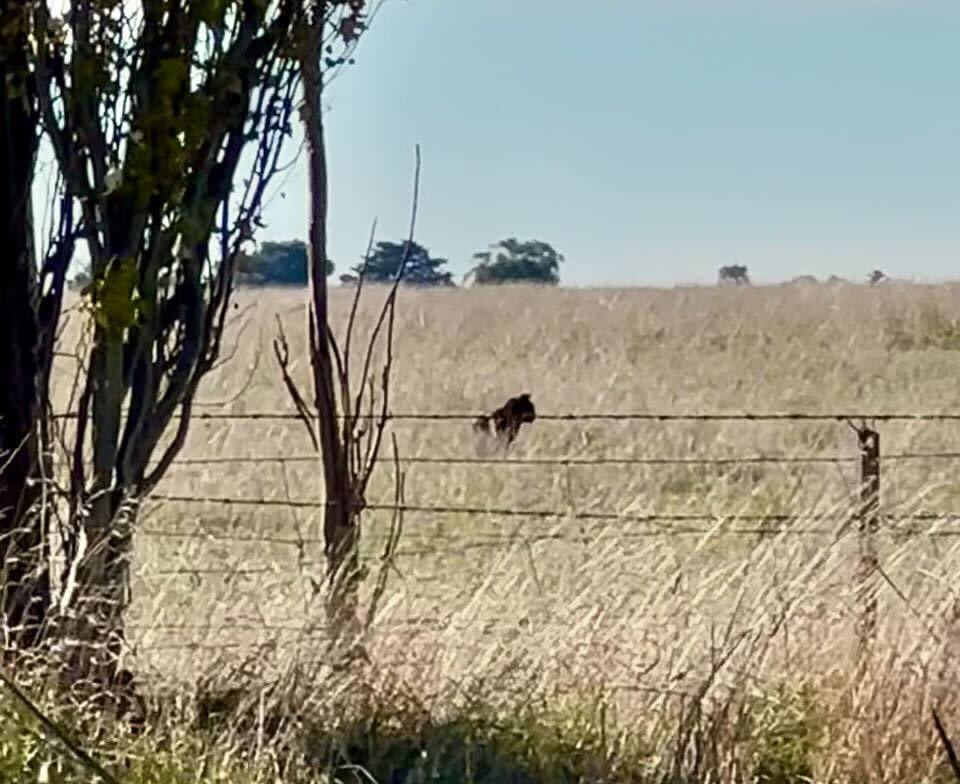 A blurry image of a big cat in a field near Bendigo, described by some as a black panther.