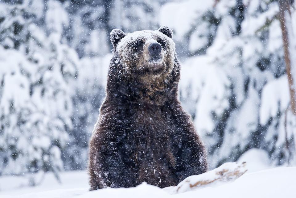 This Curious Grizzly Bear