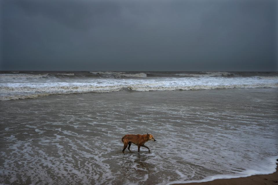 A dog walks at a deserted beach ahead of cyclone Biparjoy’s landfall at Mandvi in Kutch district of Gujarat state (AP)