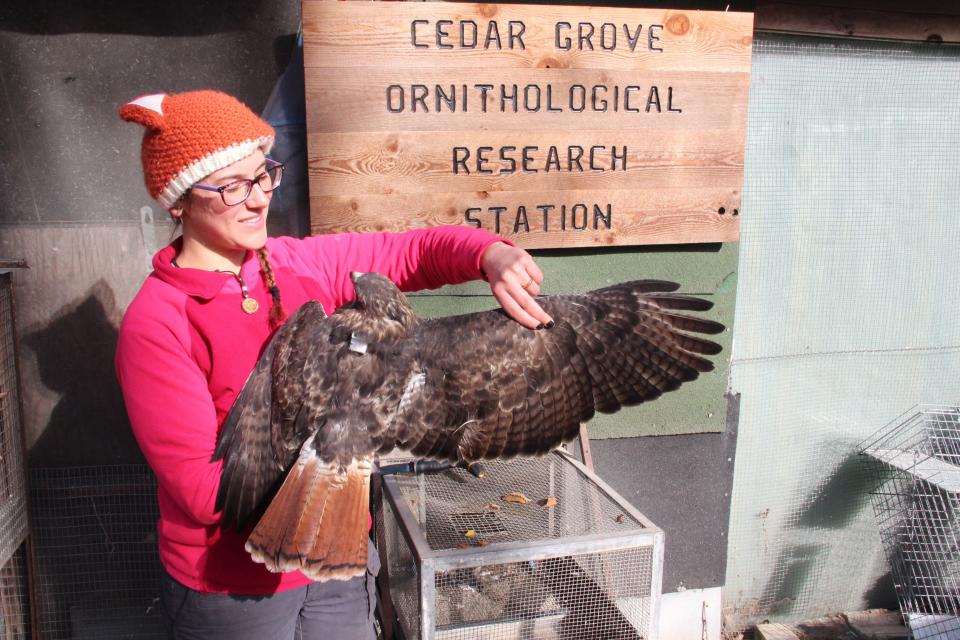 Jenn Schneiderman prepares to release a red-tailed hawk fitted with a solar-powered GPS transmitter at Cedar Grove Ornithological Research Station. The work was part of the continent-wide Red-Tailed Hawk Project being run by Bryce Robinson of Cornell University.