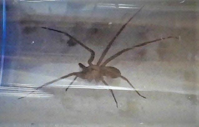 Brown recluses are known for their distinctive fiddle pattern on their cephalothorax.