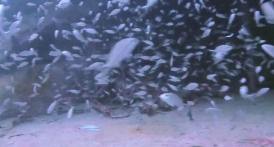 Diver Shelley Collett was checking out the Aeolus wreck off the coast of North Carolina when she realised she was being watched by a massive sand tiger shark. Source: Storyful