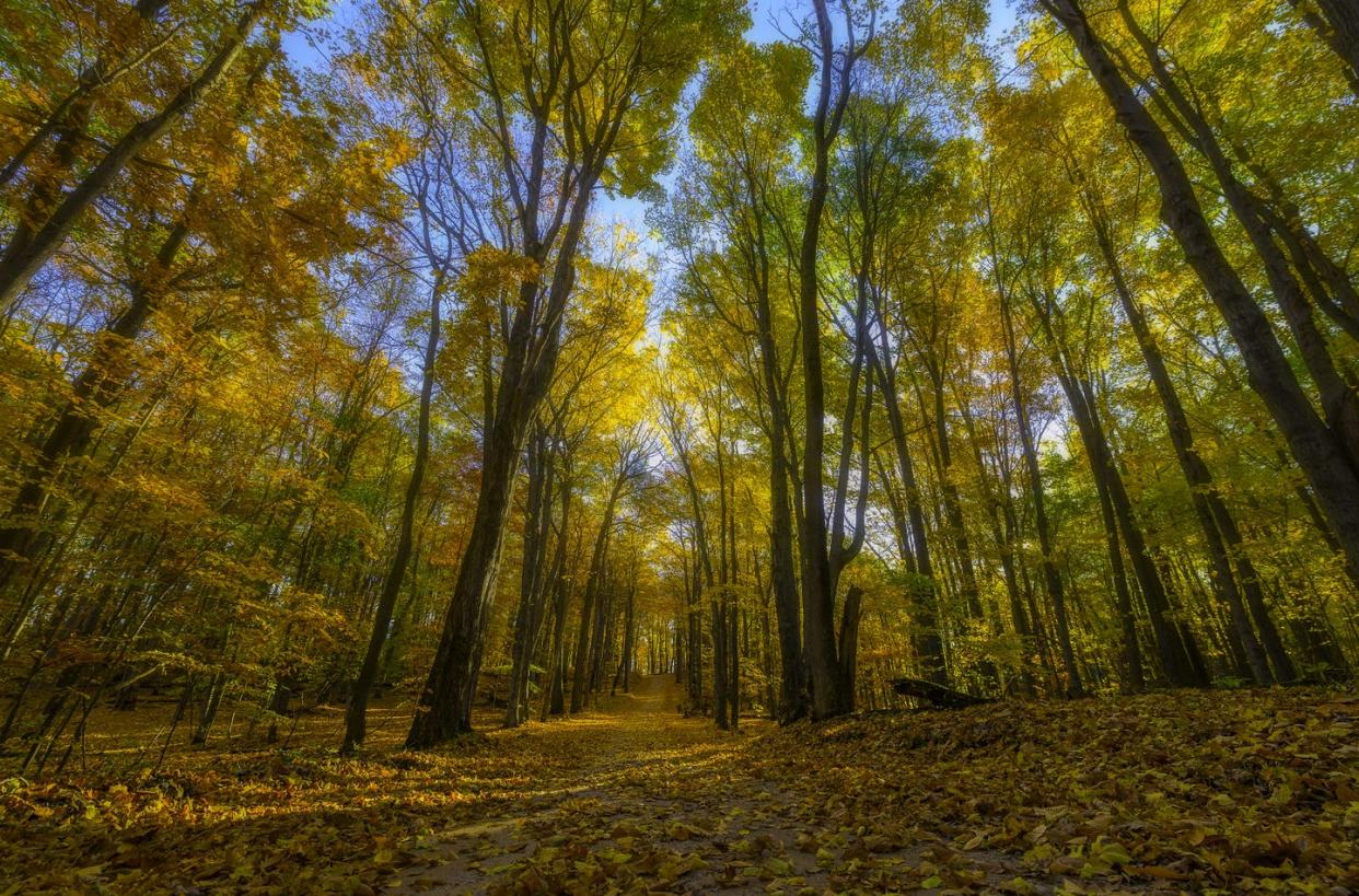 Trees like these near Traverse City, Michigan, remove carbon dioxide from the air and lock it away. <a href="https://www.gettyimages.com/detail/photo/walking-into-an-autumn-rainbow-royalty-free-image/1125531574" rel="nofollow noopener" target="_blank" data-ylk="slk:Owen Weber/www.owenweberlive.com via Getty Images;elm:context_link;itc:0;sec:content-canvas" class="link ">Owen Weber/www.owenweberlive.com via Getty Images</a>