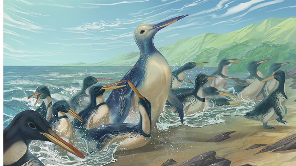 An artist's reconstruction of what Kumimanu fordycei and Petradyptes stonehousei may have looked like.