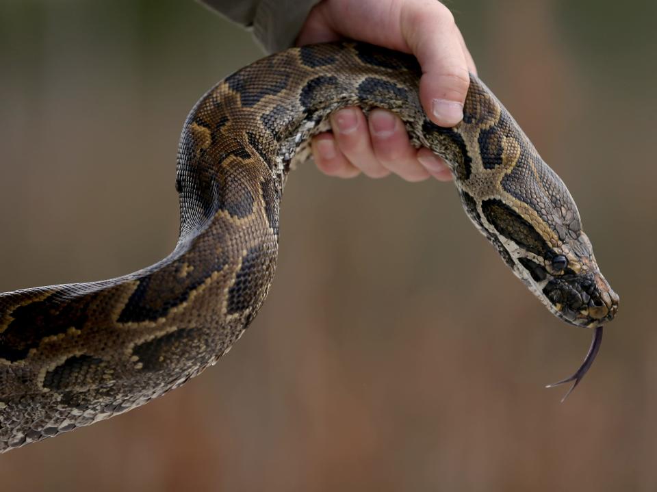 burmese python snake invasive species getty