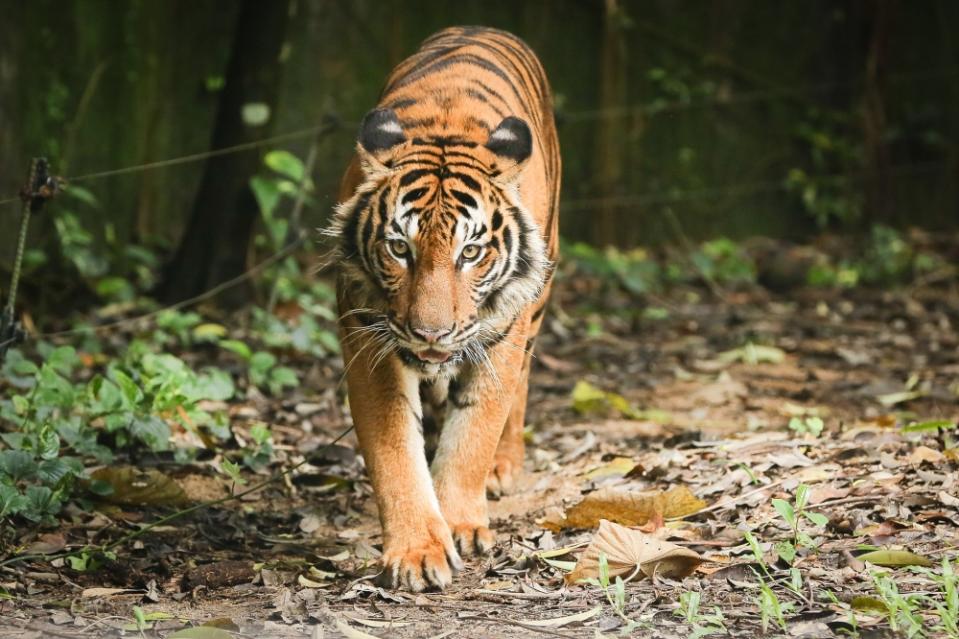 Utusan Malaysia reported that nearly 2,000 Temiar Orang Asli living at Pos Pasik and Pos Bihai in Hulu Kelantan fear venturing out of their homes from 6pm till the next morning after a tiger was spotted nearby. — File picture by Yusof Mat Isa