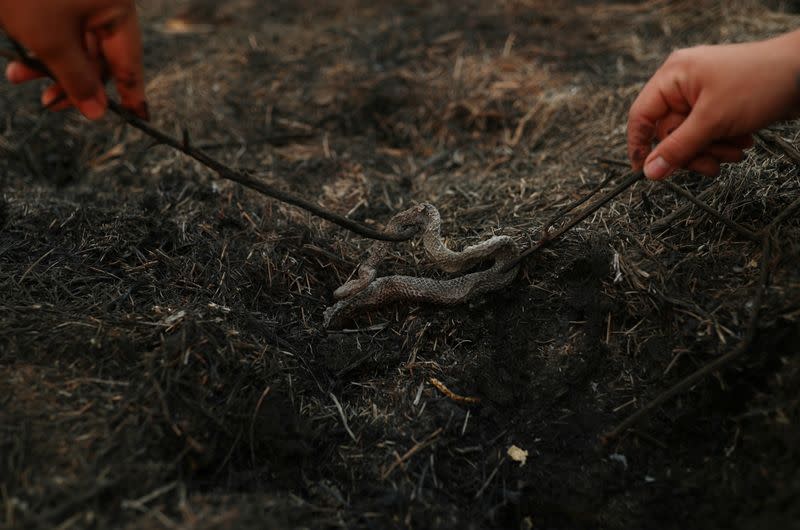 Foto de la estudiante de veterinaria Isabella Cristina Pereira Britto y la guía local Eduarda Fernades examinando una serpiente que mueió en medio de los incendios del Pantanal, en Brasil