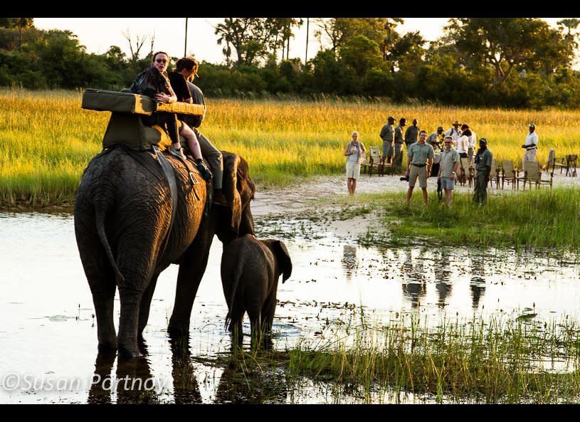 One of my absolute favorite experiences! At Abu Camp you have the extraordinary opportunity to get close to elephants that live on the property. Orphaned or rescued, the Abu herd elephants respond to the various handlers that are always at your side, but are still undeniably wild. This shot was taken on my first night. Cathy, the herd's matriarch, carries two other guests and her handler, Big Joe. Warona, is the baby at her side. To get this elephant-eye-shot, I rode Kitimetse (a.k.a Kitti) that evening. Our walk was coming to an end and the camp staff was waiting for us with cocktails in hand. A glorious way to end the day.     © Susan Portnoy   Abu Camp, Botswana  