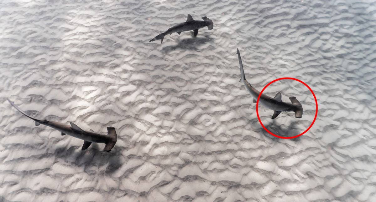 Diver spots sad detail in 'favourite' shark photo: 'Was clear when I zoomed  in