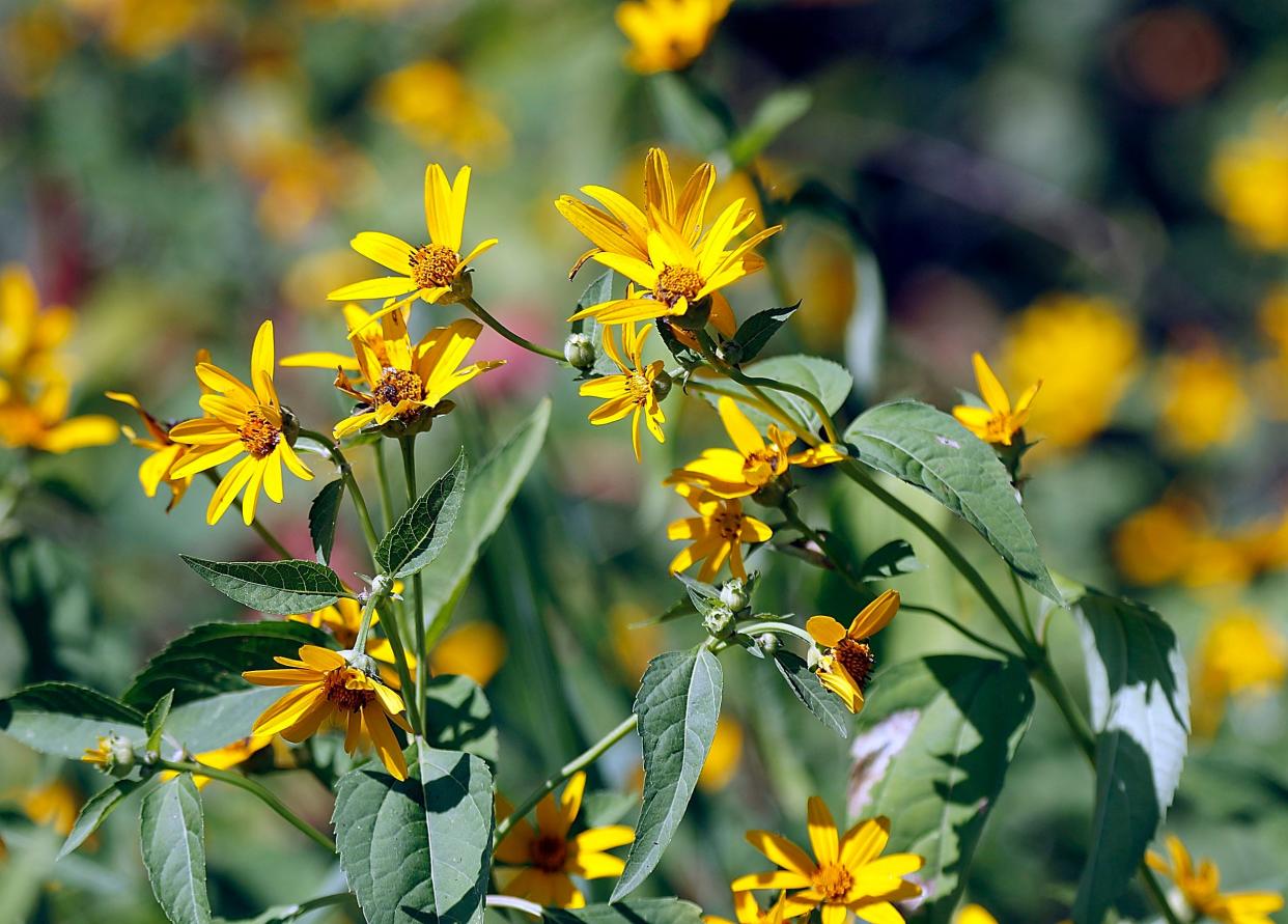 Master Gardeners Tim and Paula Lavey will lead a wildflower walk as part of Ashland Soil and Water Conservation District’s Conservation Chat: Wild Things on May 18 at the Hazel Willis Woods near Mifflin. (ASHLAND TIMES-GAZETTE FILE PHOTO)